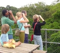 Spectacular Bird Watching at Dlinza Forest Aerial Boardwalk